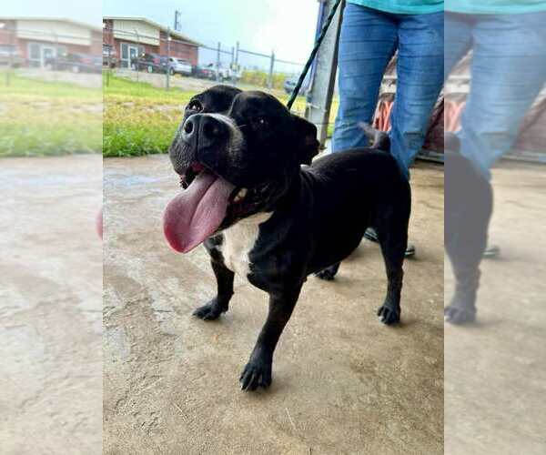 Medium Photo #2 Mutt Puppy For Sale in Abbeville, LA, USA