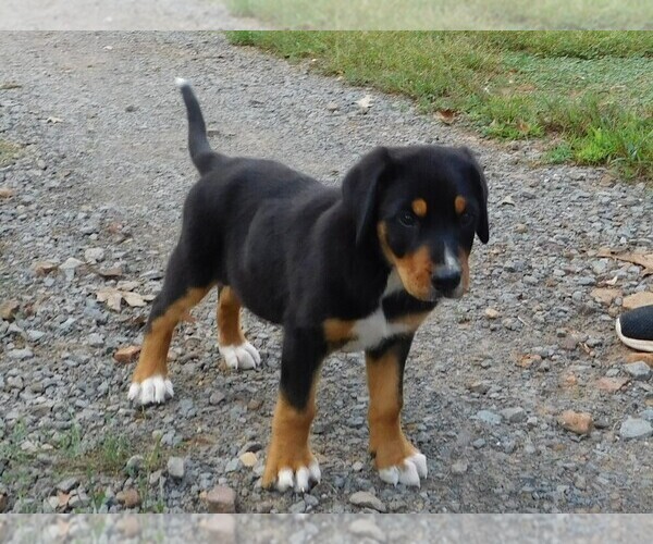 Medium Photo #3 Greater Swiss Mountain Dog Puppy For Sale in CLINTON, AR, USA