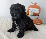 Small #5 ShihPoo