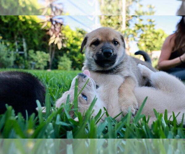 Medium Photo #4 Mutt Puppy For Sale in Lake Forest, CA, USA