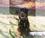 Small #5 Rottweiler