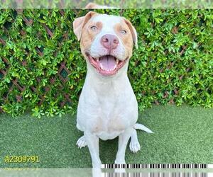 American Pit Bull Terrier Dogs for adoption in West Palm Beach, FL, USA
