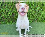 Small American Pit Bull Terrier