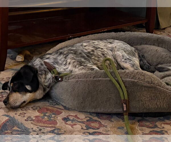 Medium Photo #2 Mutt Puppy For Sale in Garden City, NY, USA