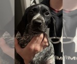 Small Photo #38 German Shorthaired Pointer Puppy For Sale in STATE COLLEGE, PA, USA