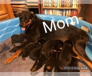 Mother of the Rottweiler puppies born on 03/15/2022