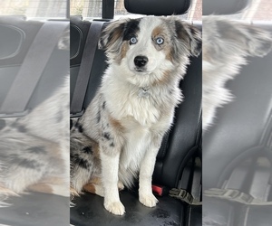 Mother of the Miniature Australian Shepherd puppies born on 06/22/2025