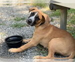 Small #15 Labrador Retriever Mix