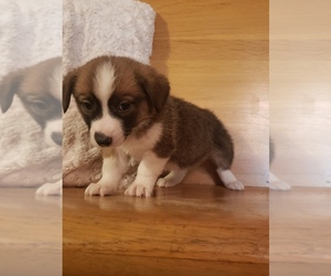 Jack Russell Terrier Puppy for sale in BRIGGSDALE, CO, USA