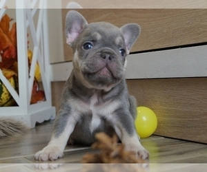 French Bulldog Puppy for sale in NEW YORK, NY, USA