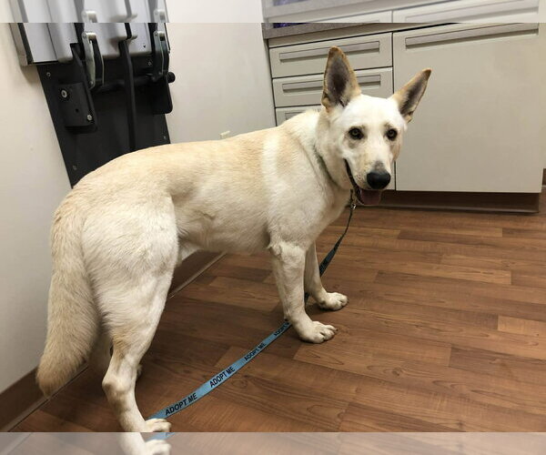 Medium Photo #3 - Mix Puppy For Sale in Hoffman Estates, IL, USA