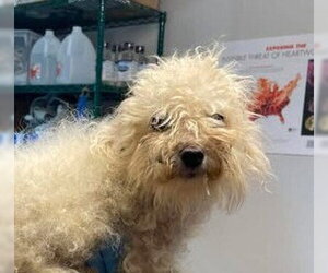 Mutt Dogs for adoption in Bolivar, MO, USA