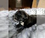 Small Photo #6 American Bulldog-Golden Retriever Mix Puppy For Sale in KNOWLES, WI, USA