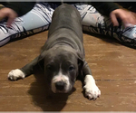 Small Photo #4 American Bully Puppy For Sale in GRIFFIN, GA, USA