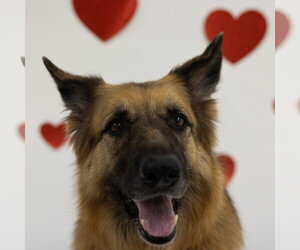 Pippi - Female German Shepherd Dog Dog for Adoption - Photo #5