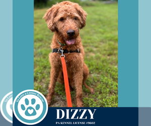 Golden Retriever-Unknown Mix Dogs for adoption in Kimberton, PA, USA