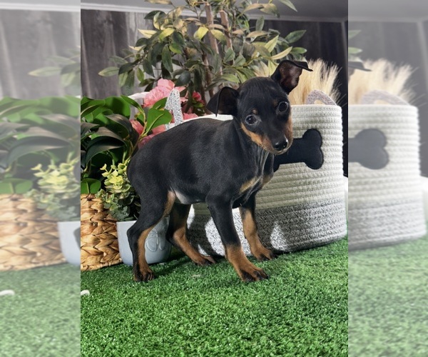 Medium Photo #2 Miniature Pinscher Puppy For Sale in CANOGA, NY, USA