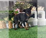 Small #1 Miniature Pinscher