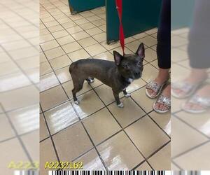 Chihuahua Dogs for adoption in West Palm Beach, FL, USA