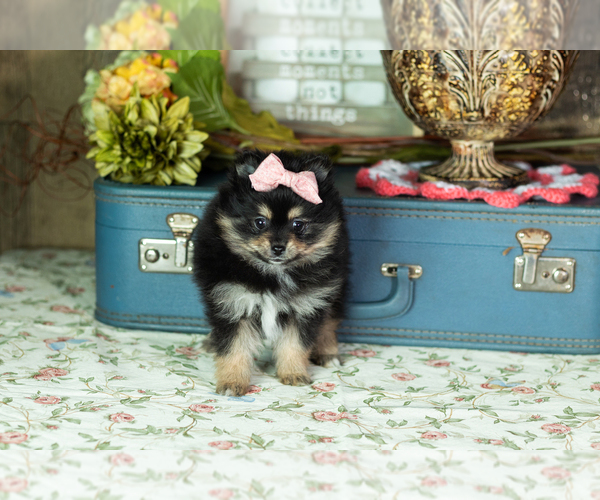Medium Photo #3 Pomeranian Puppy For Sale in NAPPANEE, IN, USA