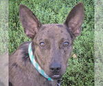 Small #2 Australian Kelpie-Rat Terrier Mix