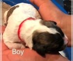 Small Photo #3 Pyredoodle Puppy For Sale in ANZA, CA, USA