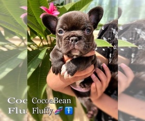 French Bulldog Puppy for sale in OJAI, CA, USA