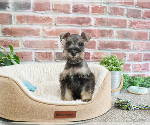 Schnauzer (Miniature) Puppy for sale in SYRACUSE, IN, USA