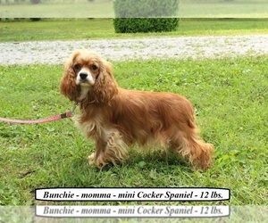 Mother of the Cockapoo puppies born on 05/16/2025