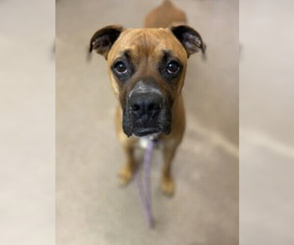 Medium Photo #1 Boxer Puppy For Sale in Salinas, CA, USA