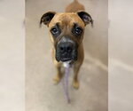 Small Boxer