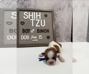 Medium Shih Tzu