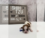 Puppy 2 Shih Tzu
