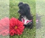 Small #11 Morkie