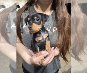 Miniature Pinscher Puppy for sale in VICTORVILLE, CA, USA