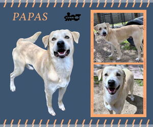 Retriever -Unknown Mix Dogs for adoption in Lindsay, CA, USA