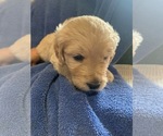 Small Photo #6 Goldendoodle Puppy For Sale in FOUNTAIN, CO, USA