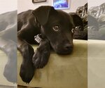 Small Photo #1 Labrador Retriever-Unknown Mix Puppy For Sale in Aurora, CO, USA