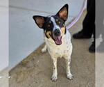 Small Texas Heeler Mix