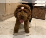 Small #38 Goldendoodle