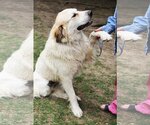 Small #3 Great Pyrenees