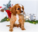 Small Photo #53 Cavalier King Charles Spaniel Puppy For Sale in WAKARUSA, IN, USA