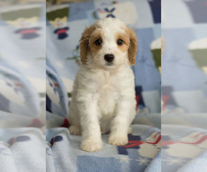 Cavapoo Puppy for sale in MILWAUKEE, WI, USA