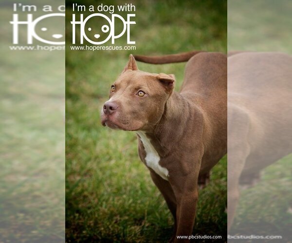 Medium Photo #1 American Staffordshire Terrier-Unknown Mix Puppy For Sale in Godfrey, IL, USA