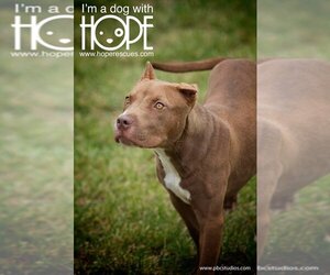 American Staffordshire Terrier-Unknown Mix Dogs for adoption in Godfrey, IL, USA