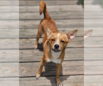 Small #1 Chihuahua Mix