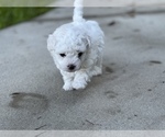 Small Photo #13 Bichpoo Puppy For Sale in MELROSE, FL, USA