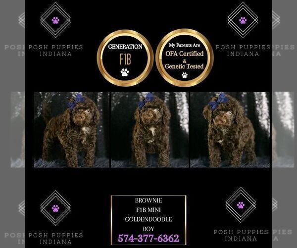 Medium Photo #64 Goldendoodle (Miniature) Puppy For Sale in WARSAW, IN, USA