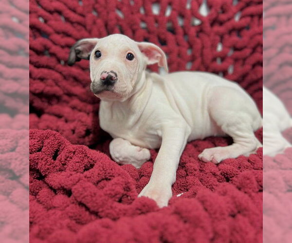 Medium Photo #1 Mutt Puppy For Sale in Westminster, MD, USA