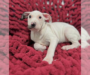 Mutt Dogs for adoption in Westminster, MD, USA